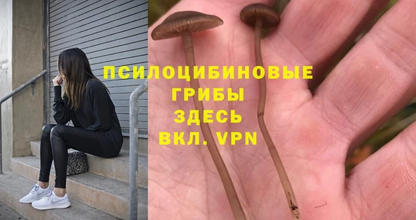 PSILOCYBIN Новокубанск